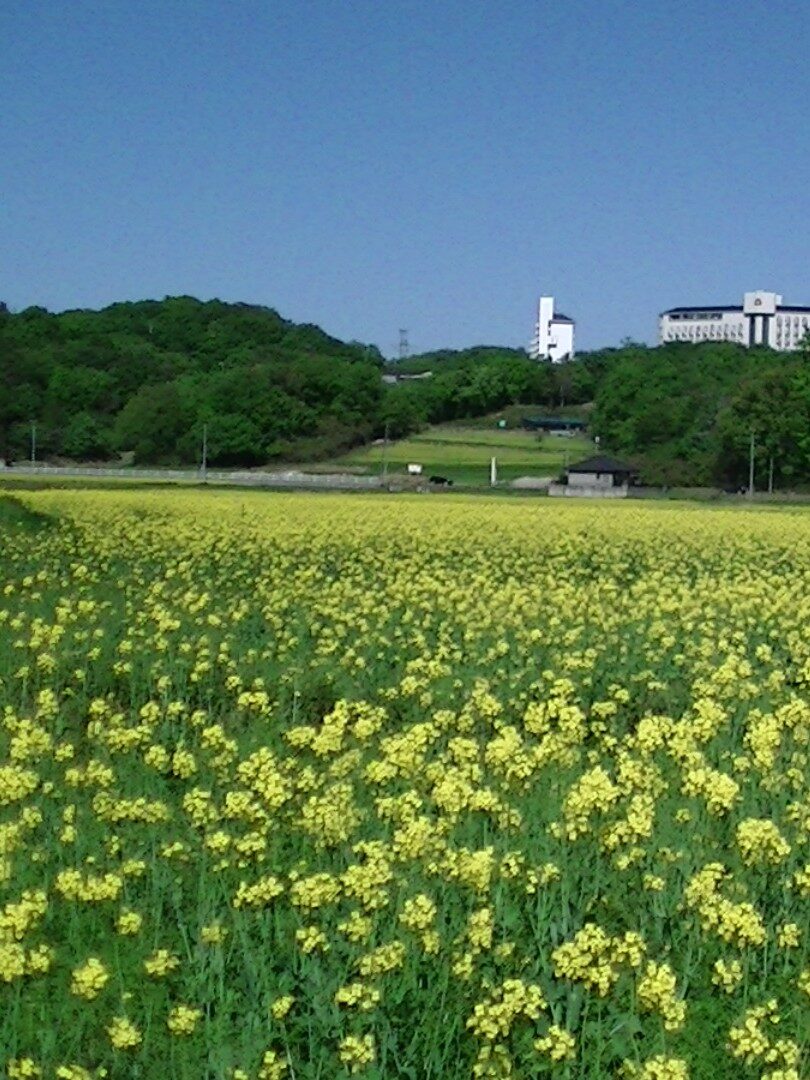 小原地区の菜の花畑